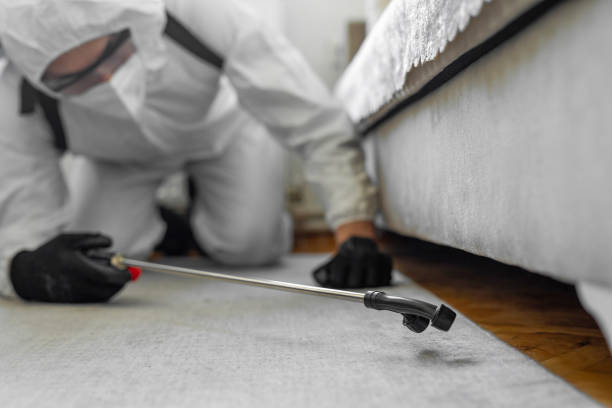 Professional Bed Bug Control technician working in Roanoke, IL